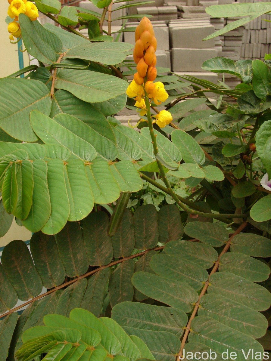 Senna alata (L.) Roxb.